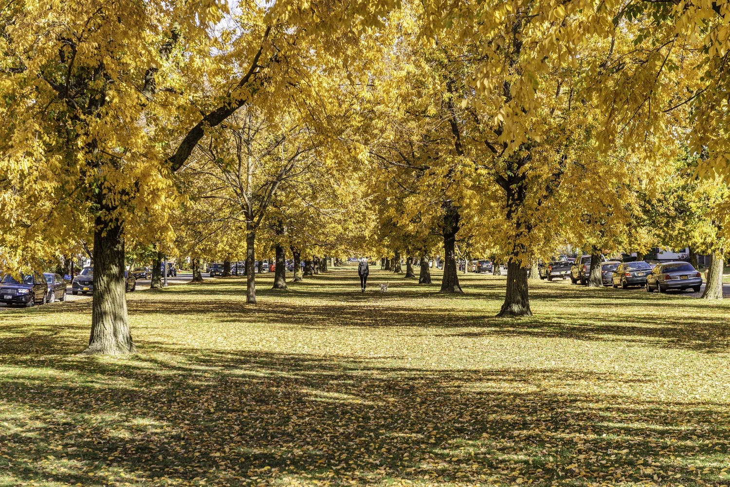 Buffalo's Olmsted Parkways - Fall Edition
