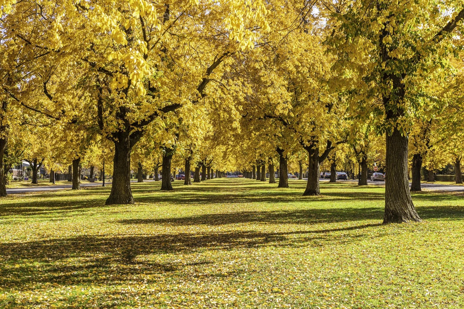 Buffalo's Olmsted Parkways - Fall Edition