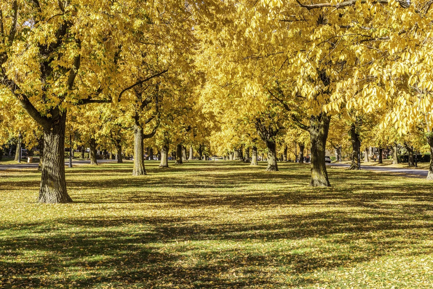 Buffalo's Olmsted Parkways - Fall Edition