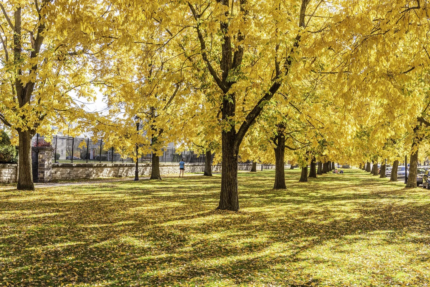 Buffalo's Olmsted Parkways - Fall Edition