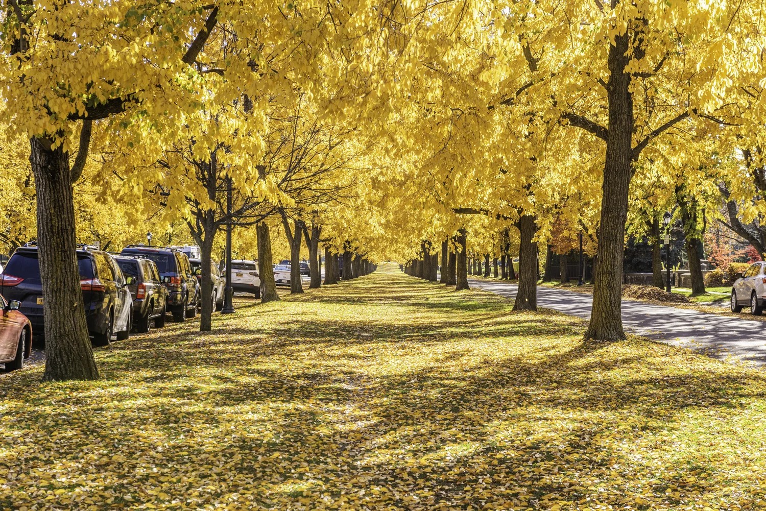 Buffalo's Olmsted Parkways - Fall Edition