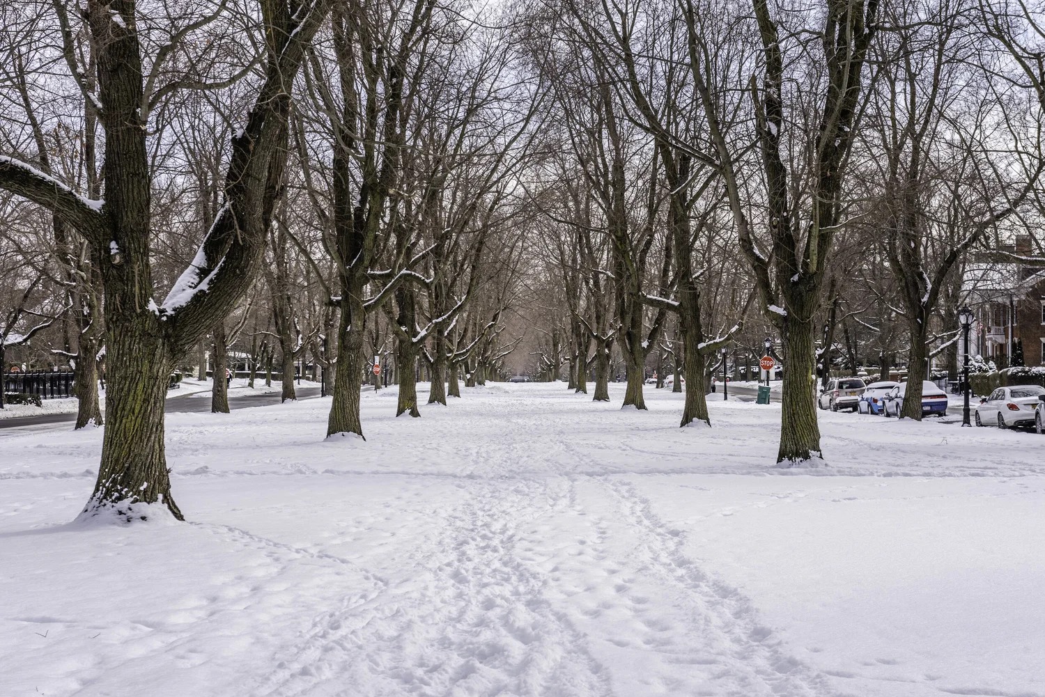 Buffalo's Olmsted Parkways - Winter Edition
