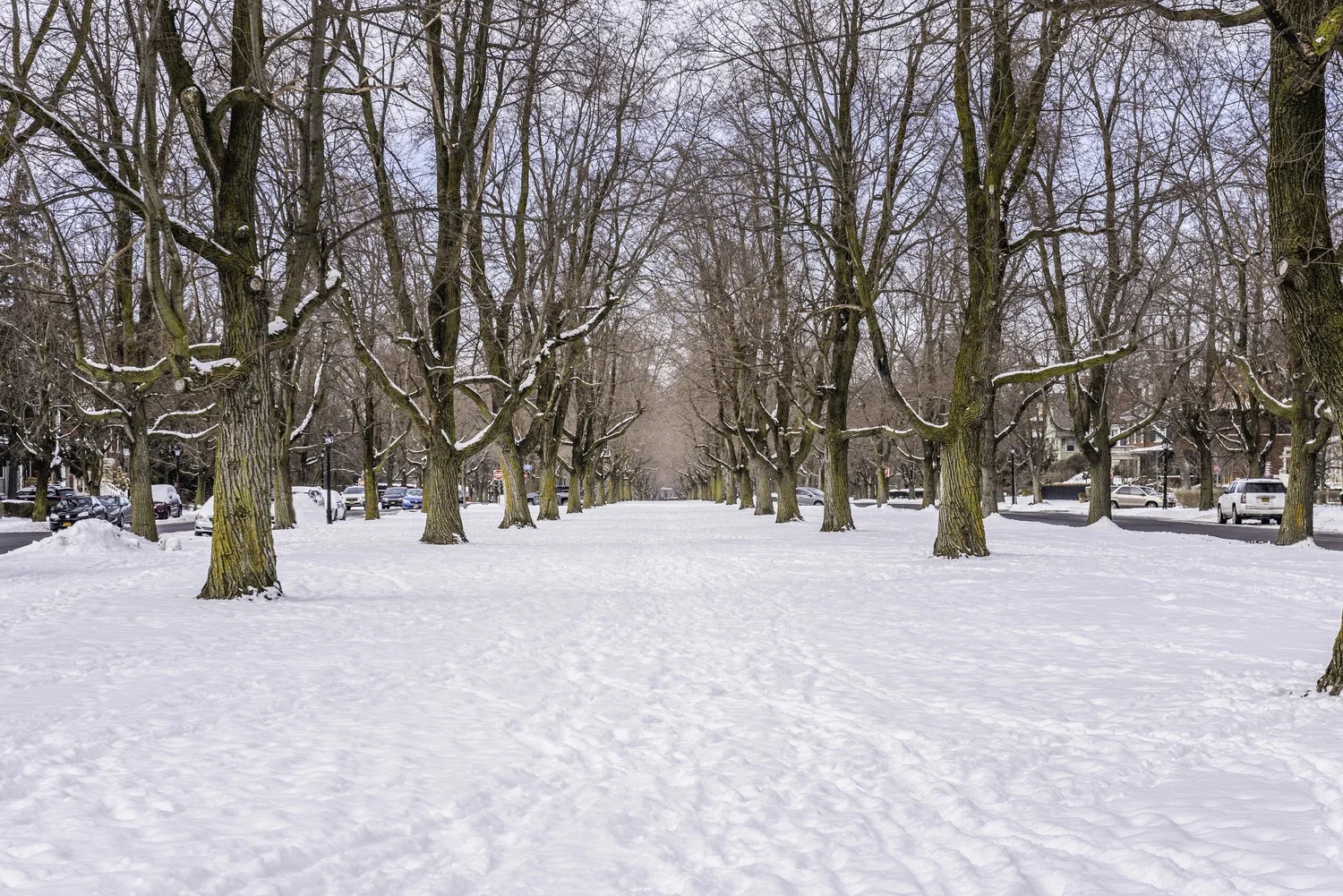 Buffalo's Olmsted Parkways - Winter Edition